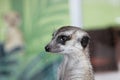 ItÃ¢â¬â¢s a  meerkat at home. Royalty Free Stock Photo